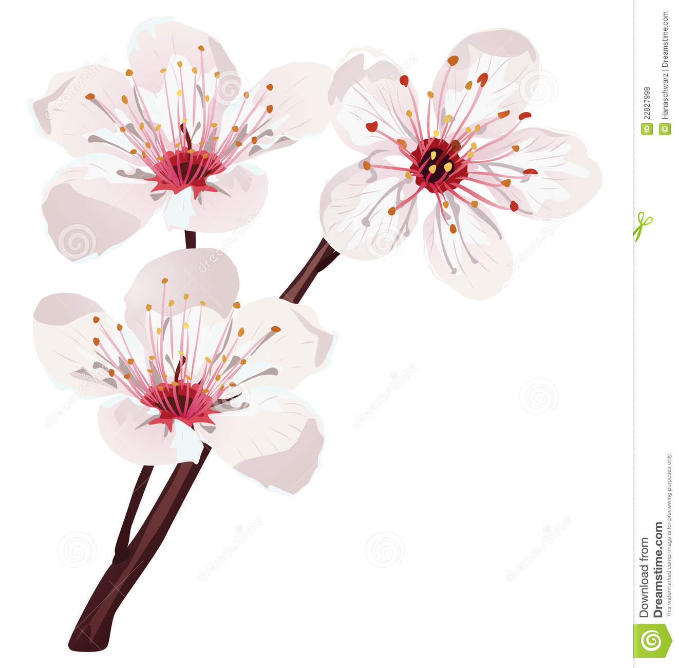 Sakura Blossom Vector