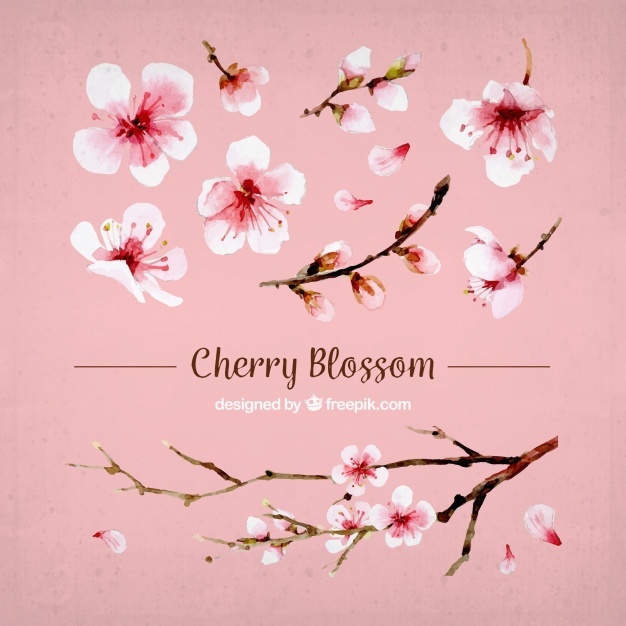 Cherry Blossom Vectors, Photos And Free Download 626x626 Cherry Blossom Vectors, Photos And Free Download