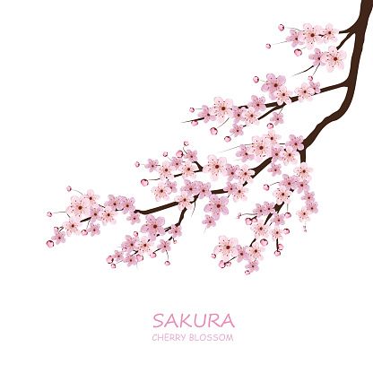 Cherry Blossom Vector Art Illustration Planner In Cherry 416x416 Cherry Blossom Vector Art Illustration Planner In Cherry