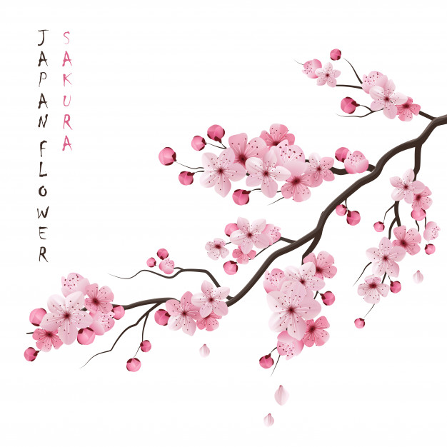 Sakura Vectors, Photos And Free Download 626x626 Sakura Vectors, Photos And Free Download