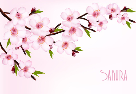 Sakura Free Vector Download 471x324 Sakura Free Vector Download