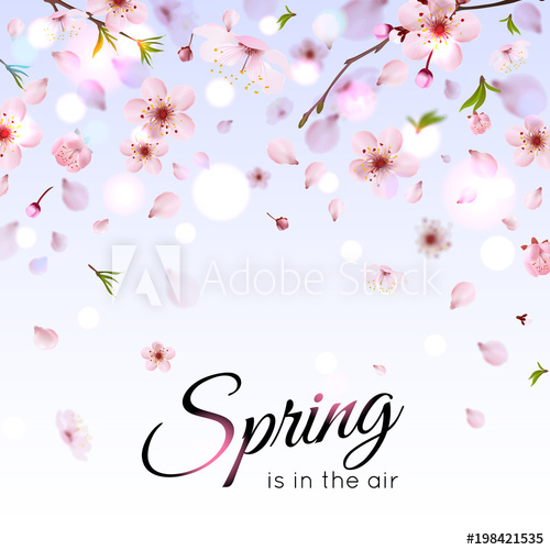 Spring Background With Falling Cherry Blossoms Or Sakura Flowers 500x500 Spring Background With Falling Cherry Blossoms Or Sakura Flowers