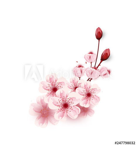 Vector Cherry Blossoms Sakura Flowers Isolated On White Background 467x500 Vector Cherry Blossoms Sakura Flowers Isolated On White Background