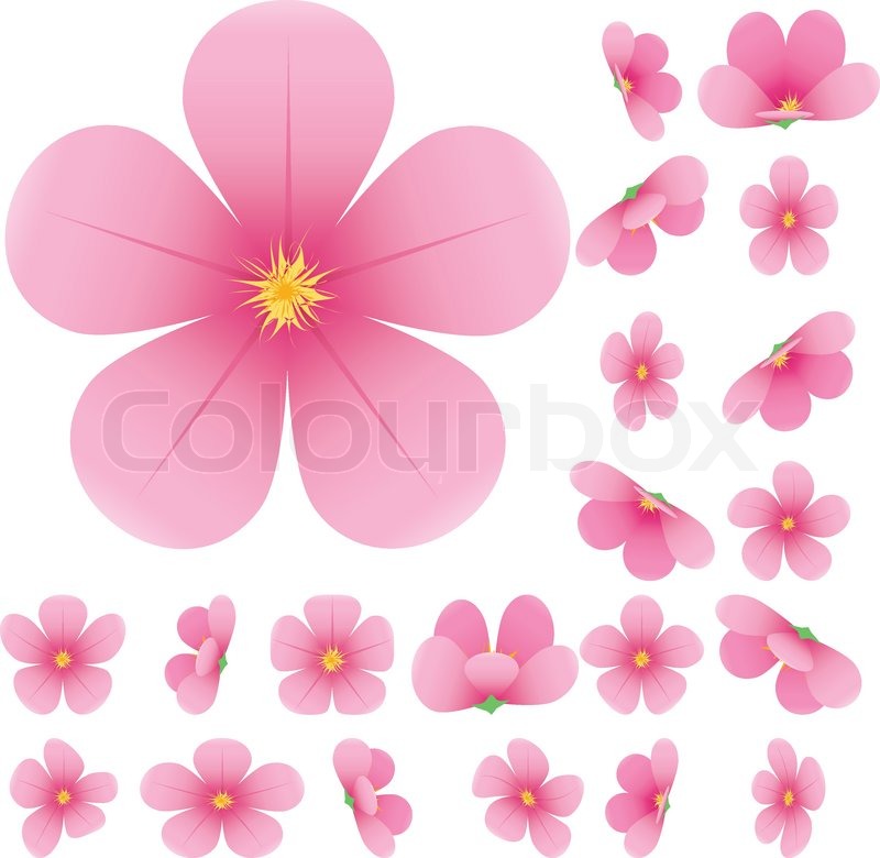 Cherry Blossom, Flowers Of Sakura, Stock Vector Colourbox 800x780 Cherry Blossom, Flowers Of Sakura, Stock Vector Colourbox