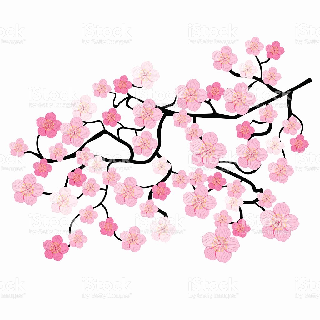 Cherry Clipart Sakura Flower For Free Download And Use Images 1024x1024 Cherry Clipart Sakura Flower For Free Download And Use Images