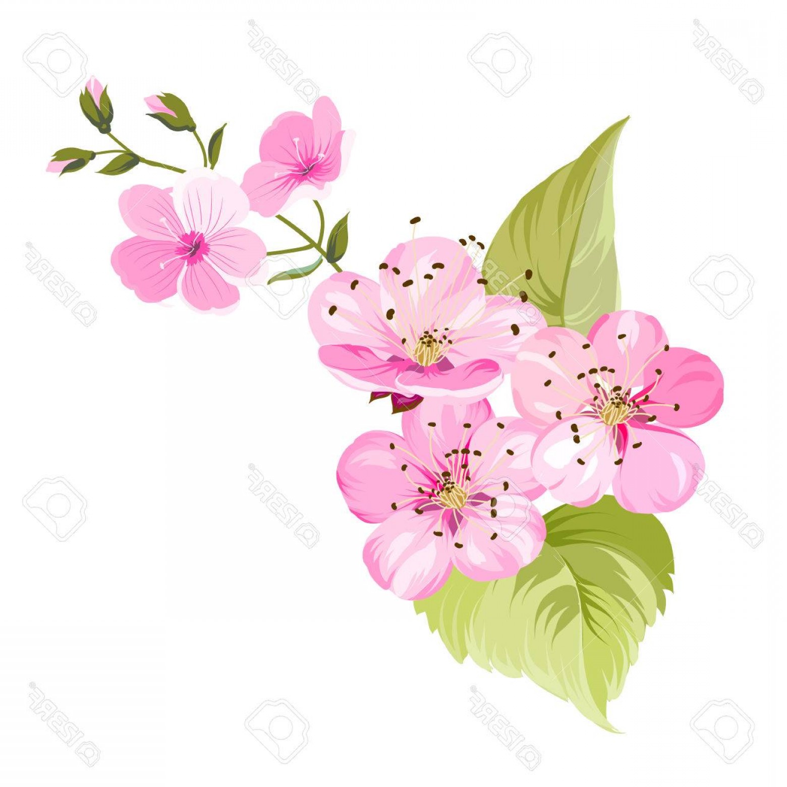 1560x1560 Photostock Vector Sakura Flowers For Spring Background Cherry