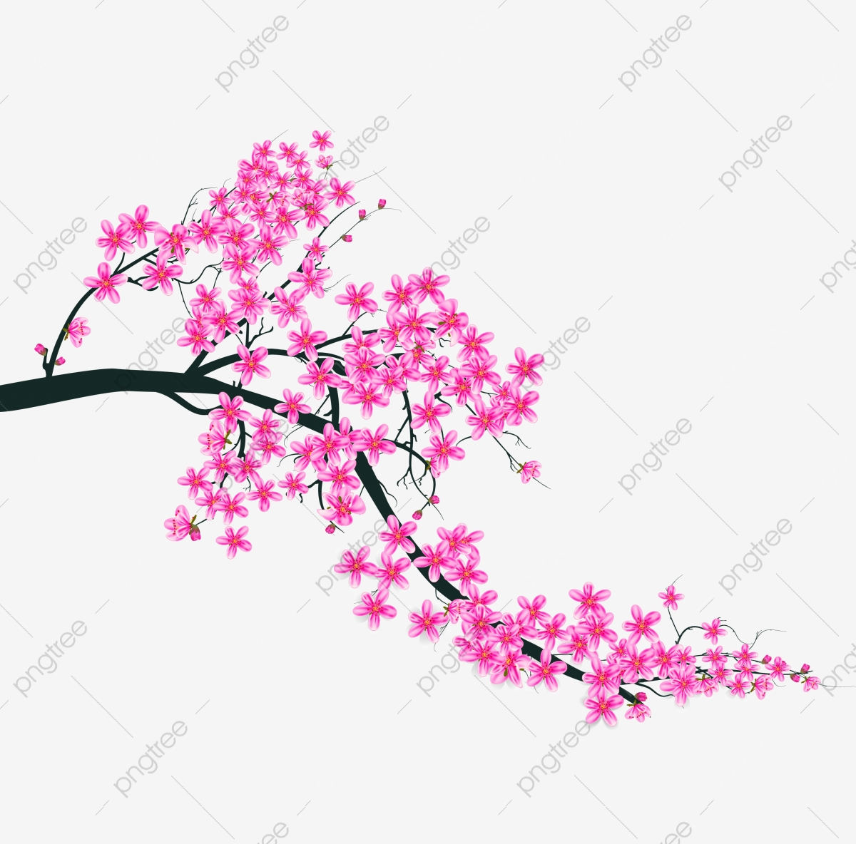 1200x1184 Watercolor Sakura Frame Background With Blossom Cherry Tree