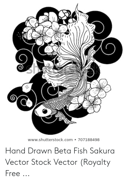 500x708 Hand Drawn Beta Fish Sakura Vector