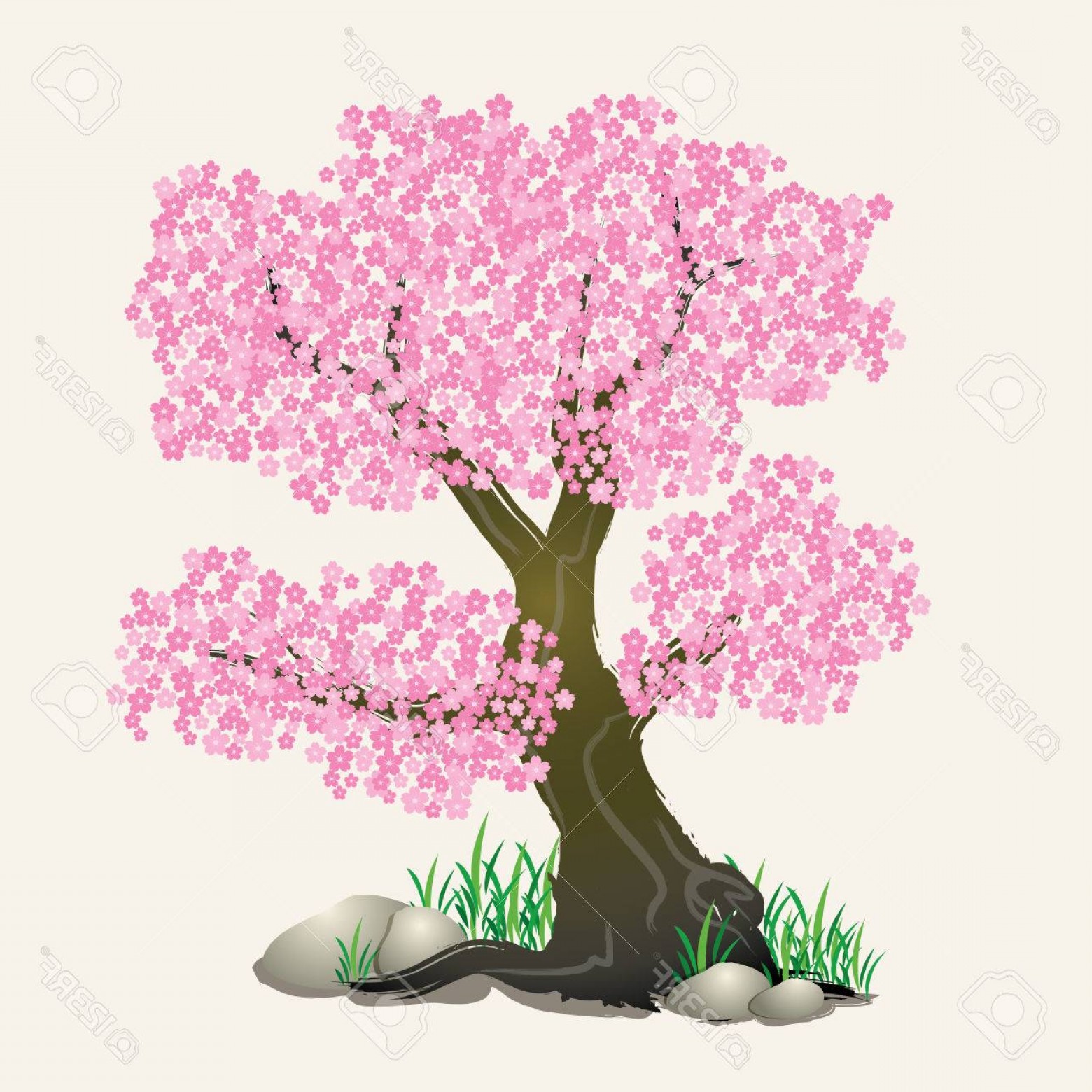 1560x1560 Photostock Vector Sakura Cherry Blossom Tree Vector With Rock