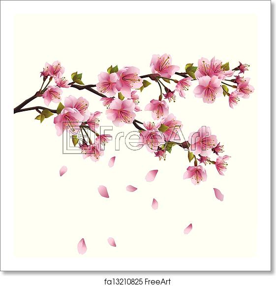 Free Art Print Of Sakura Blossom Japanese Cherry Tree Sakura 561x581 Free Art Print Of Sakura Blossom Japanese Cherry Tree Sakura