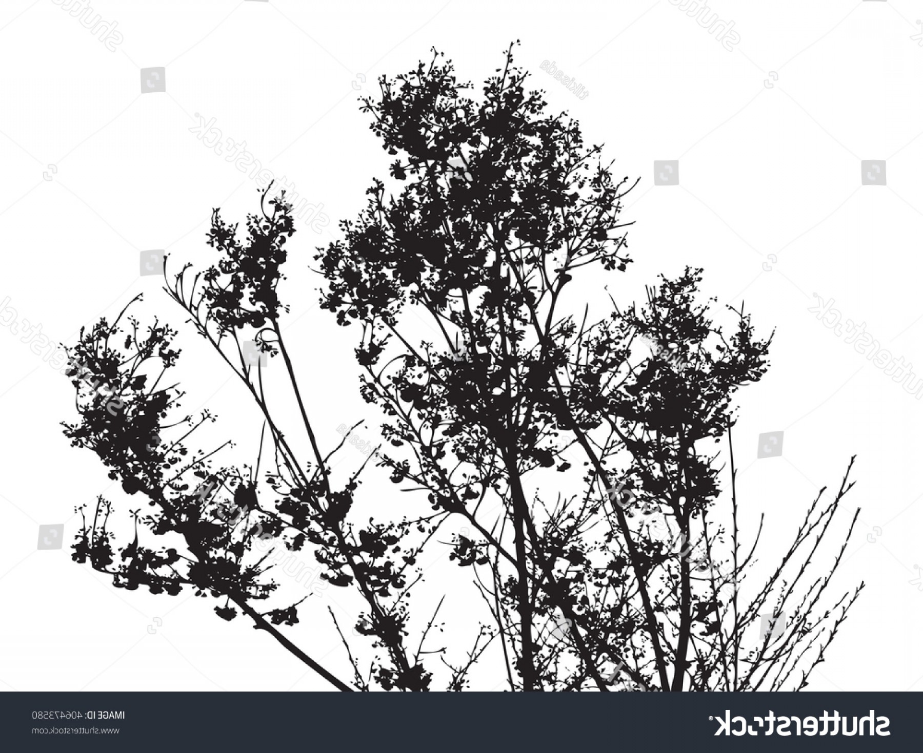 Full Bloom Sakura Tree Vector Silhouette Hoodamathrun 1800x1470 Full Bloom Sakura Tree Vector Silhouette Hoodamathrun