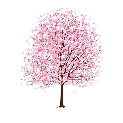 Pink Cherry Blossom Tree Vector Pretty Pictures Blossom Tree 495x495 Pink Cherry Blossom Tree Vector Pretty Pictures Blossom Tree
