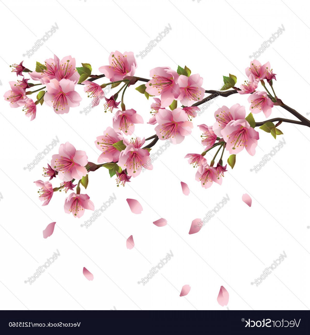 Sakura Blossom Japanese Cherry Tree Vector Hoodamathrun 1200x1296 Sakura Blossom Japanese Cherry Tree Vector Hoodamathrun