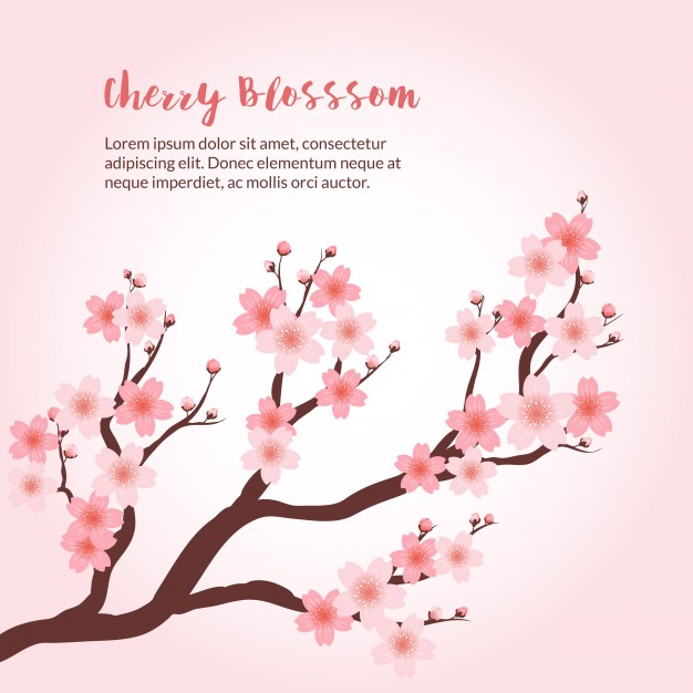 Sakura Tree Vectors, Photos And Free Download 626x626 Sakura Tree Vectors, Photos And Free Download