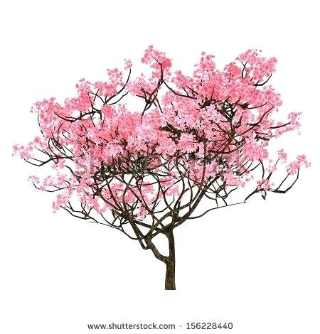 Sakura Tree Drawing 450x470 Sakura Tree Drawing