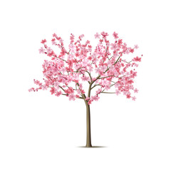 Cherry Blossom Tree Vector Photos, Royalty Free Images, Graphics 240x240 Cherry Blossom Tree Vector Photos, Royalty Free Images, Graphics