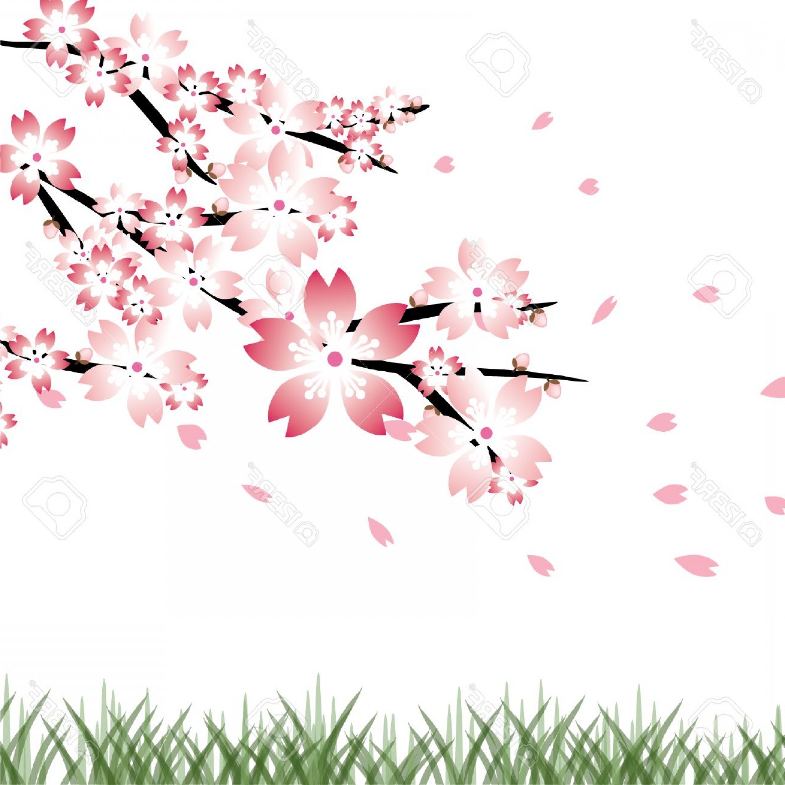 1560x1560 Photostock Vector Cherry Blossoms Background Sakura Vector