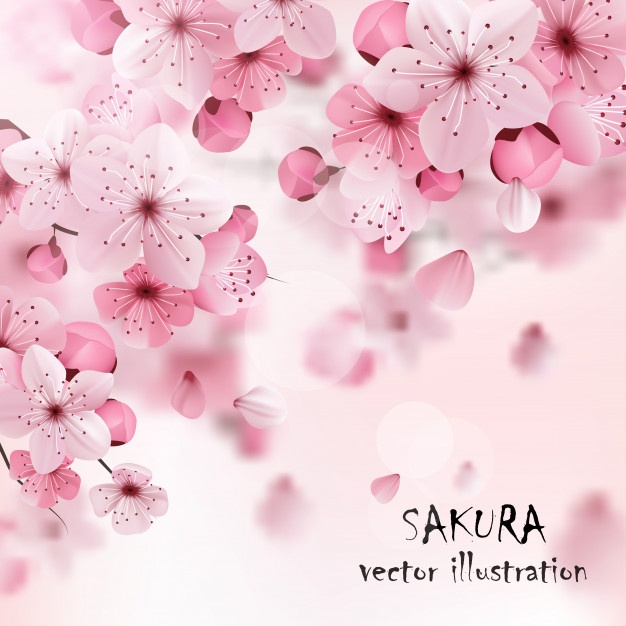 626x626 Sakura Vectors, Photos And Free Download