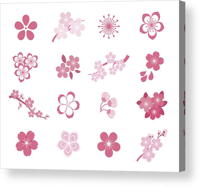 665x622 Cherry Blossom Japanese Sakura Vector Icon Set Acrylic Print