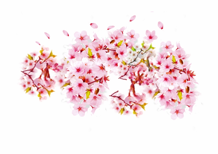 920x652 Cherry Blossom Petal Png