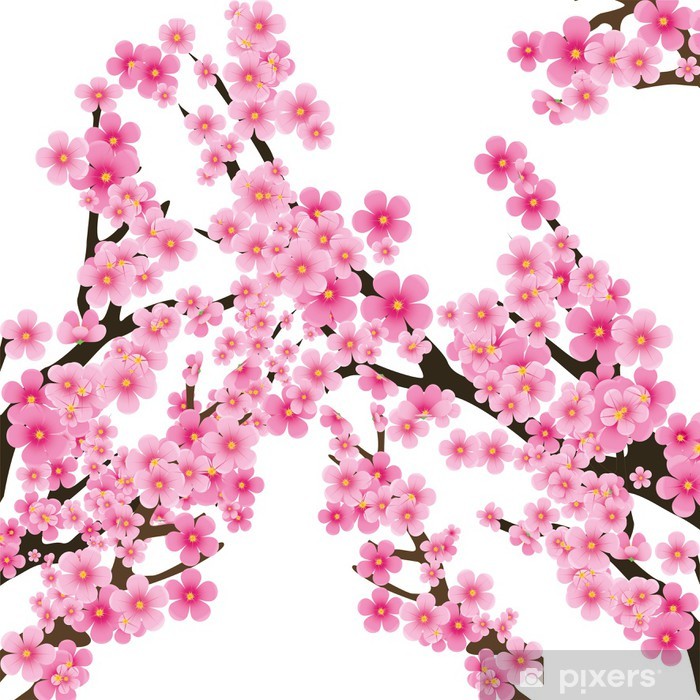 700x700 Cherry Blossom, Flowers Of Sakura, Vector Illustration Poster
