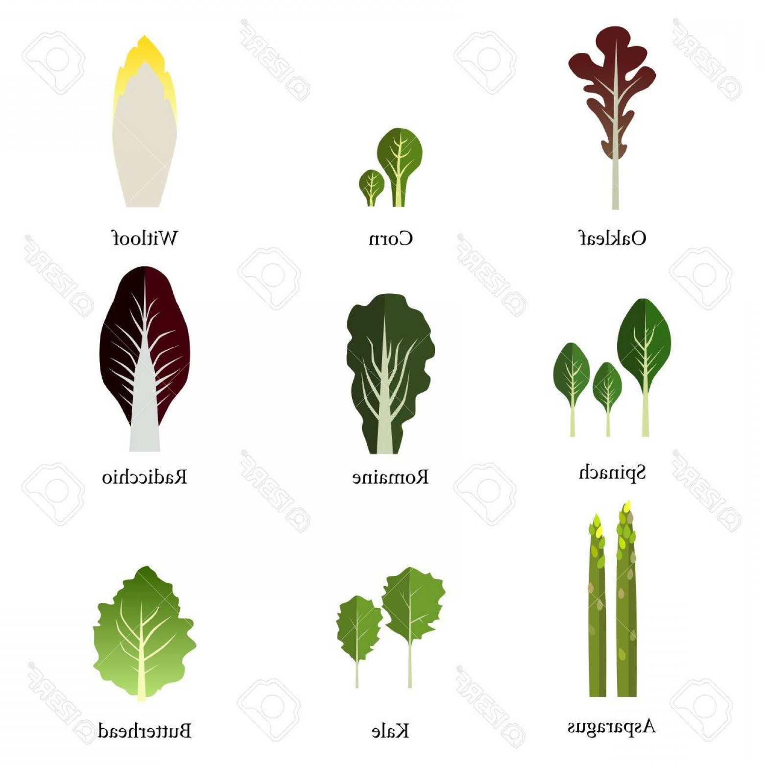1560x1560 Photostock Vector Set Of Salad Bowl Leafy Vegetables Green Salad