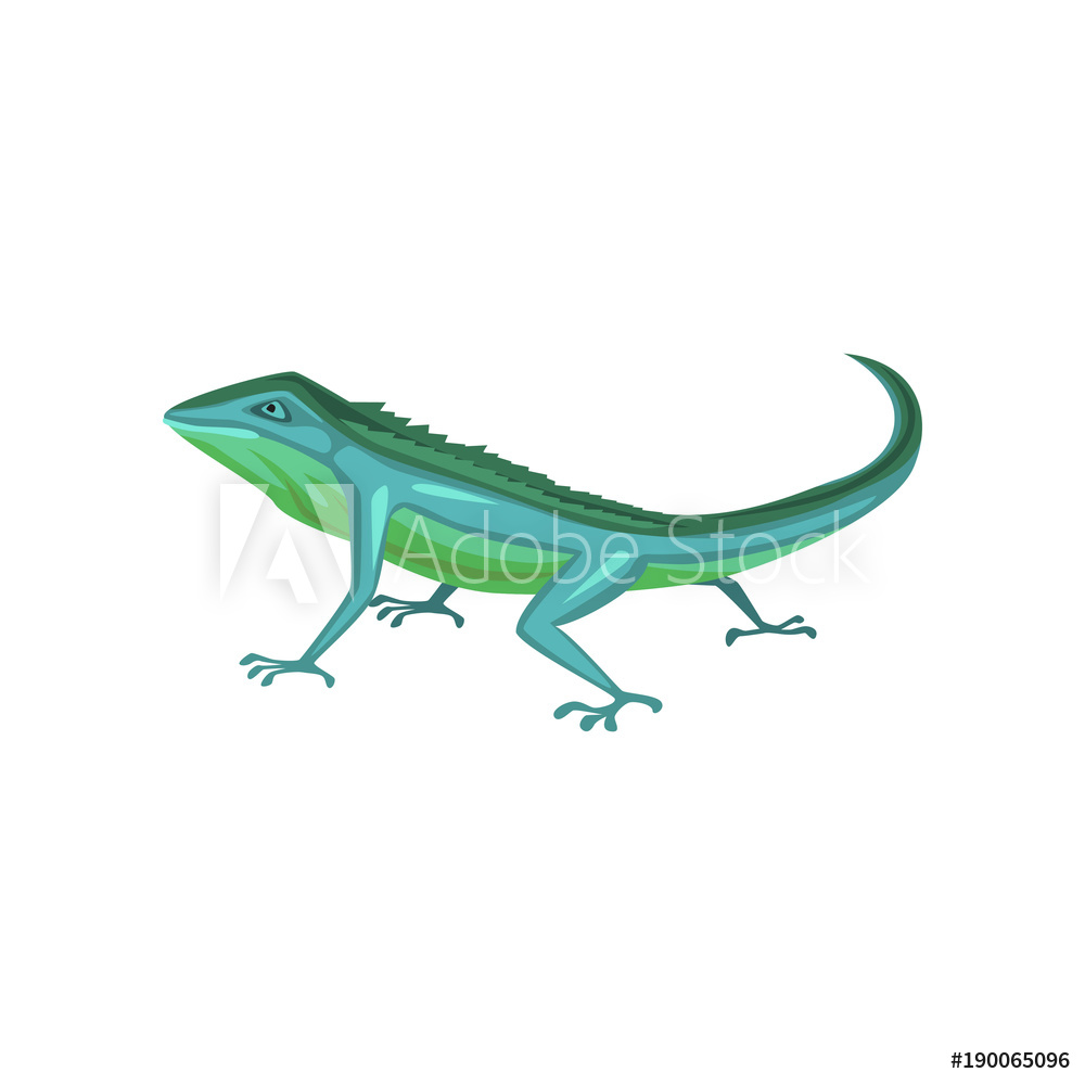 1000x1000 Photo Art Print Salamander, Amphibian Animal Cartoon Vector