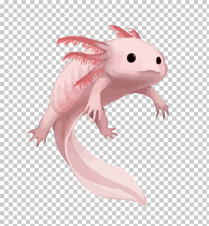 728x787 Salamander Axolotl Drawing Aquarium, Pink Salamander, Salamander