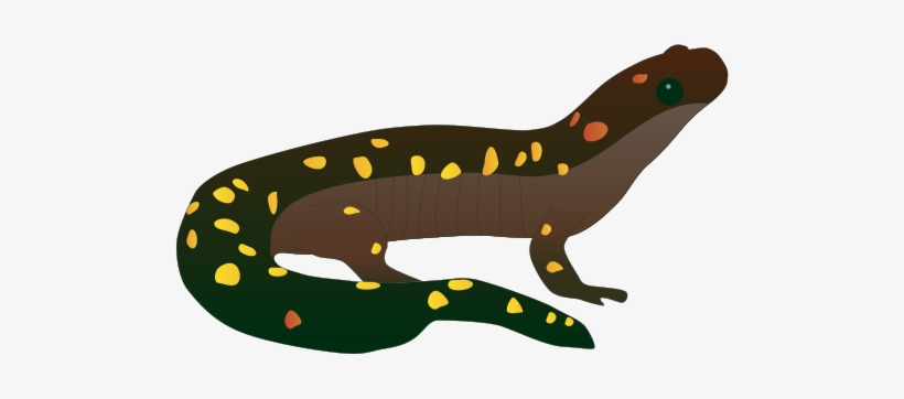 820x362 Amphibian Drawing Salamander Vector Transparent Download
