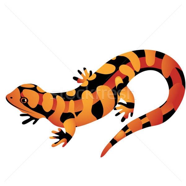 600x600 Salamander Stock Vectors, Illustrations And Cliparts Stockfresh