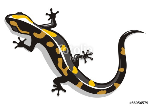 500x353 Salamander Stock Image And Royalty Free Vector On Fotolia