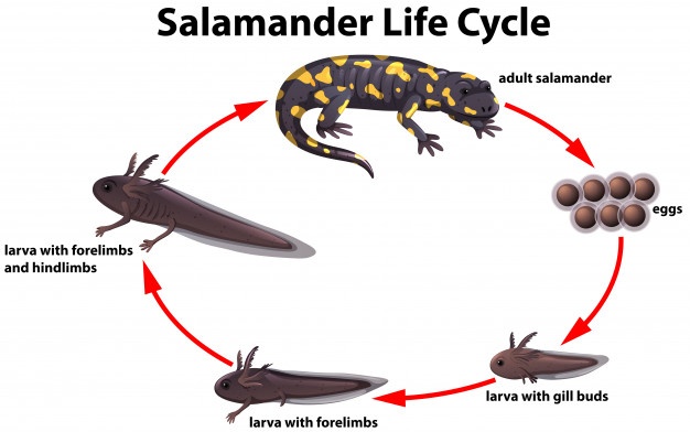 626x392 Salamander Vectors, Photos And Free Download