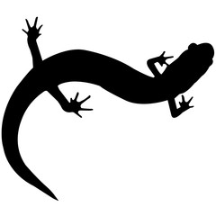 240x240 Search Photos Salamander