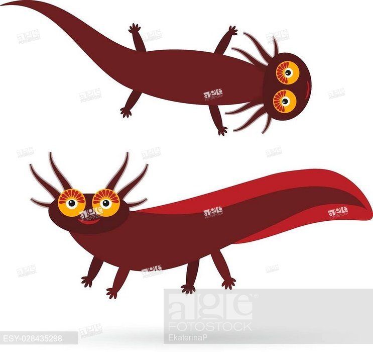 743x700 Cute Brown Mexican Axolotl Cartoon Character