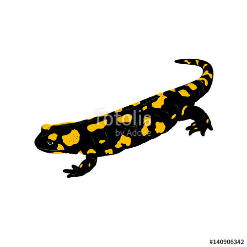 500x500 Fire Salamander