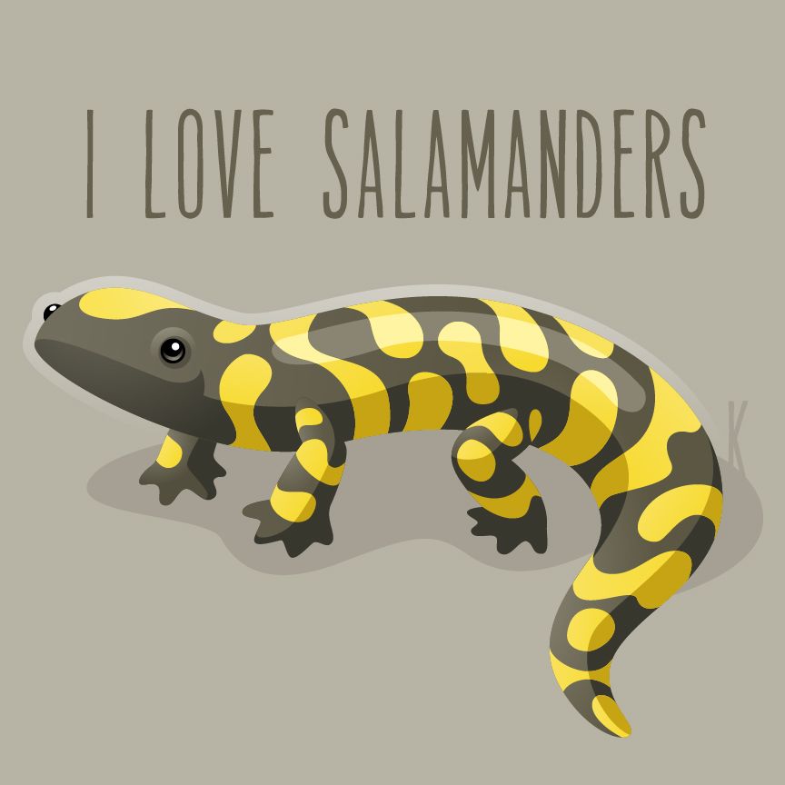 864x864 I Love Salamanders