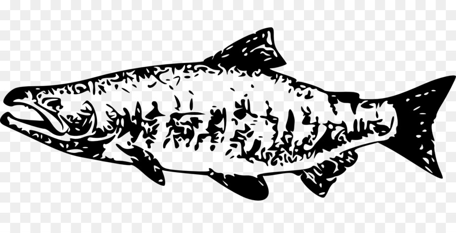 900x460 Chum Salmon Clip Art Fish Vector Graphics