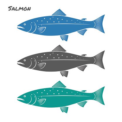 416x416 Salmon Fish Vector Illustration On White Background Premium