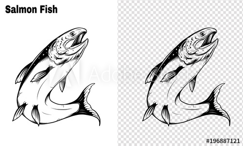 500x300 Salmon Art Highly Detailed In Line Art Style Fish Vector
