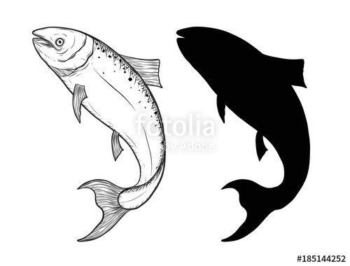 500x380 Salmon Fish Art Highly Detailed In Line Art Style Fish Vector