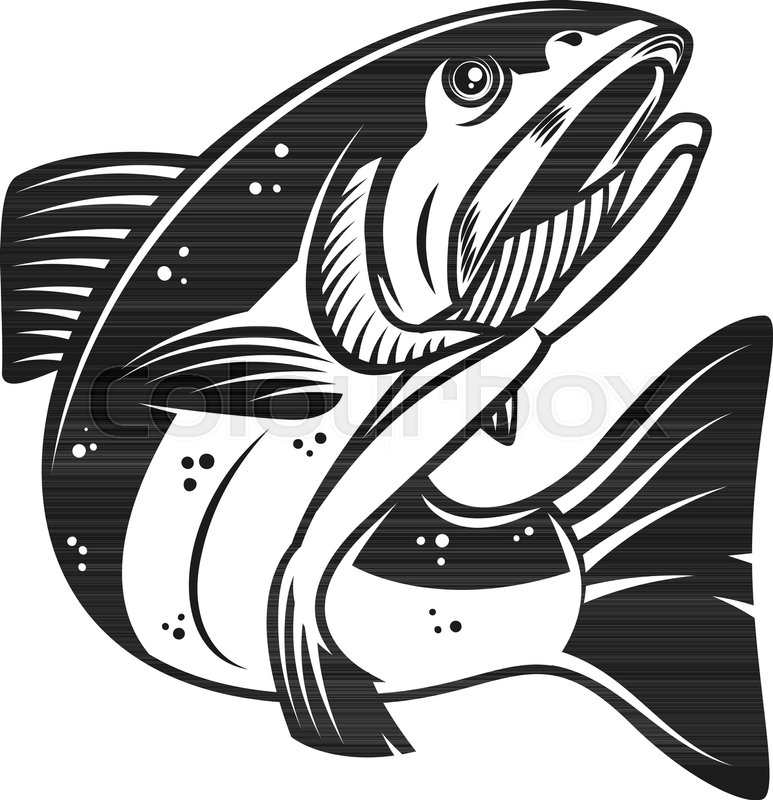 773x800 Salmon Fish Illustration Isolated On Stock Vector Colourbox