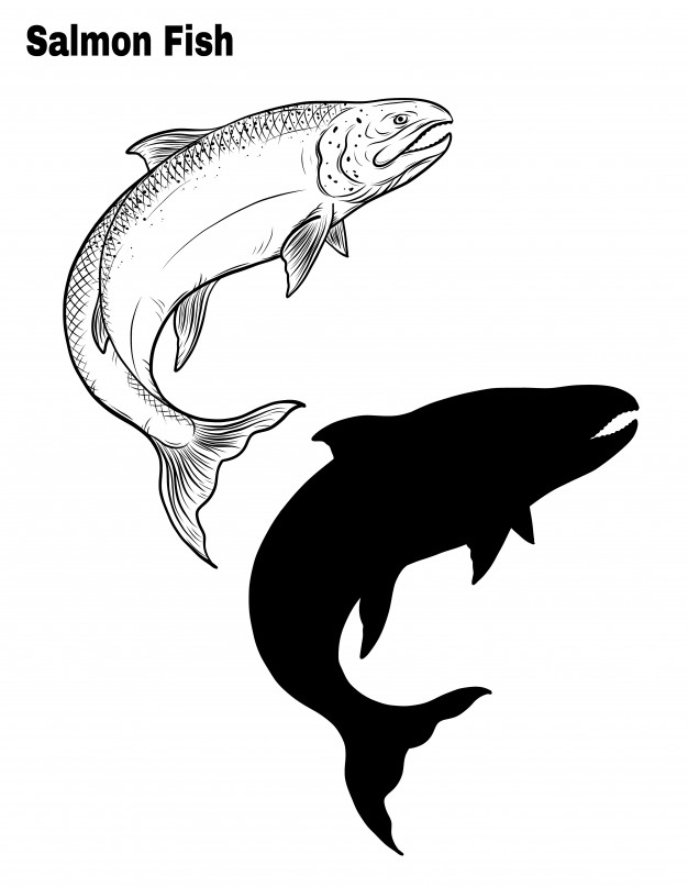 626x807 Salmon Fish Vector