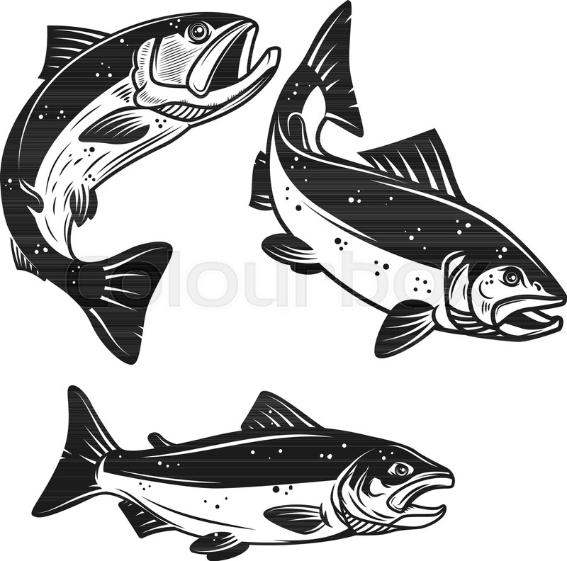 800x792 Set Of Salmon Fish Icons Isolated On Stock Vector Colourbox
