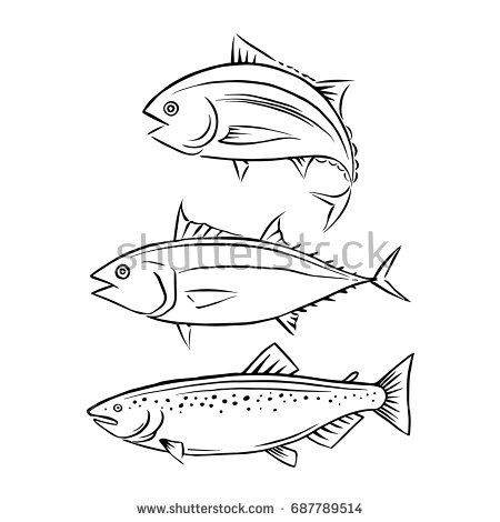 450x470 Drawing Tuna And Salmon Fish, Vector Illustrations