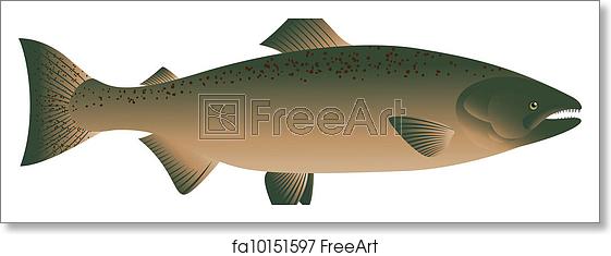 561x235 Free Art Print Of Salmon Fish Vector Illustration Of Salmon Fish
