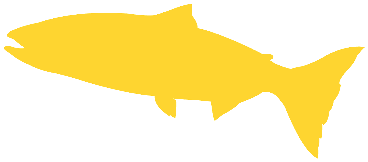 1280x565 King Salmon