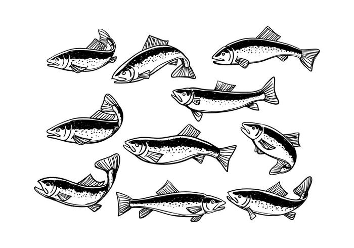 Download Salmon Silhouette Vector at Vectorified.com | Collection ...