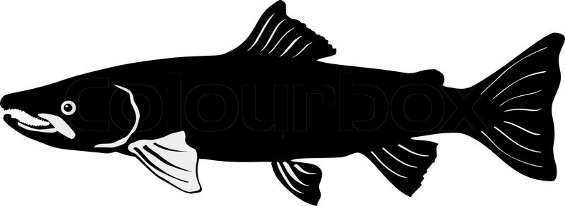 800x292 Silhouette Of Salmon Stock Vector Colourbox