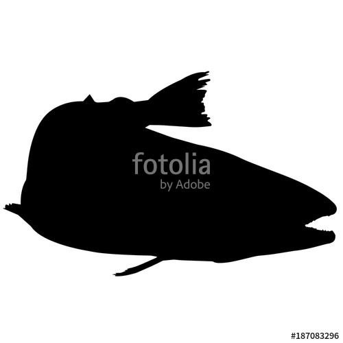 500x500 Sockeye Salmon Silhouette Vector Graphics Stock Image And Royalty