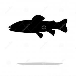 300x300 Best Free Salmon Fish Vector Images Geekchicpro